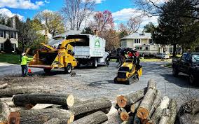 Best Arborist Consultation Services  in Leander, TX