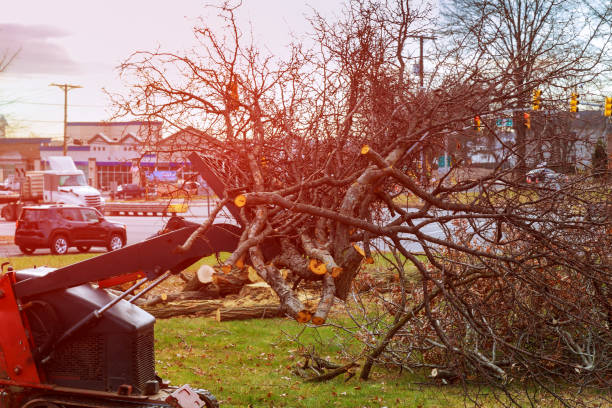 Reliable Leander, TX Tree Removal Services Solutions