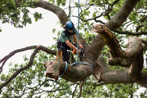 Seasonal Cleanup (Spring/Fall) in Leander, TX