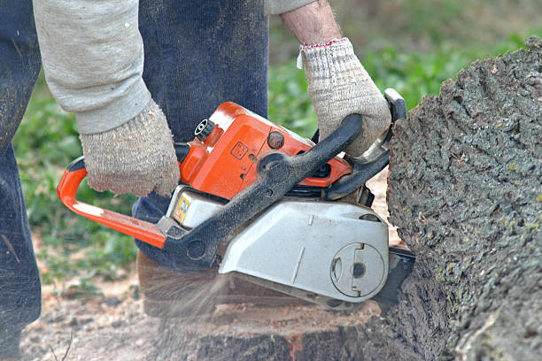 Best Storm Damage Tree Cleanup  in Leander, TX