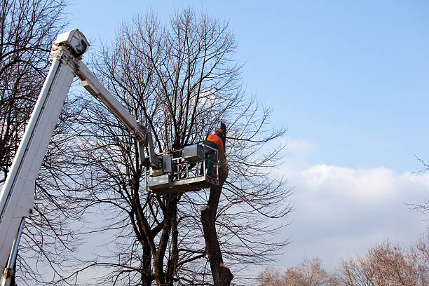 Best Firewood Processing and Delivery  in Leander, TX